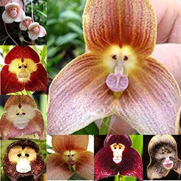 VictoryVentor 200+ Rare Orchid Seeds for Planting - Monkey Face Orchid Seeds for Planting - Non-GMO Heirloom Seeds