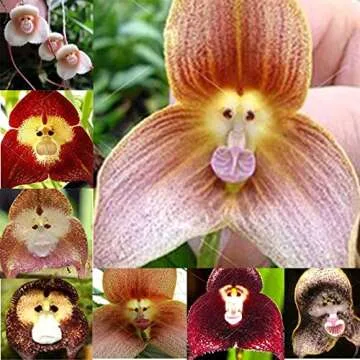 VictoryVentor 200+ Rare Orchid Seeds for Planting - Monkey Face Orchid Seeds for Planting - Non-GMO Heirloom Seeds