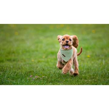 Lionet Paws Dog Bandana for Small Medium Large Dogs, Cat Dogs Kerchief Triangle Bibs Scarf for Girl or Boy