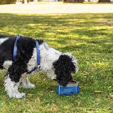 Friends Forever Collapsible Dog Bowl - 2 Pack Travel Dog Bowl, Water and Food Bowls for Dogs - Portable Pet Hiking Accessories … Blue