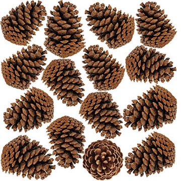 Natural Pinecones Set of 15 for Crafting and Decor