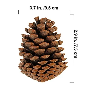 Natural Pinecones Set of 15 for Crafting and Decor