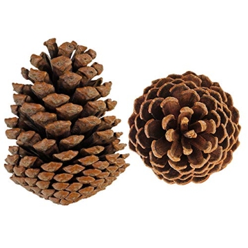 Natural Pinecones Set of 15 for Crafting and Decor