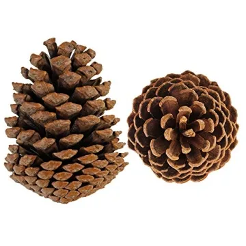 Natural Pinecones Set of 15 for Crafting and Decor