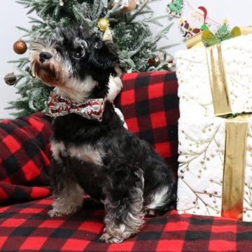 Stylish Christmas Dog Bowtie Collar for All Breeds