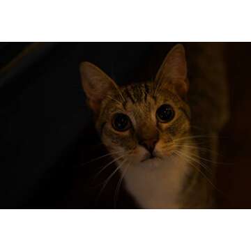 Sony SEL35F18F FE 35mm F1.8 Large-Aperture Wide-Angle Prime Lens