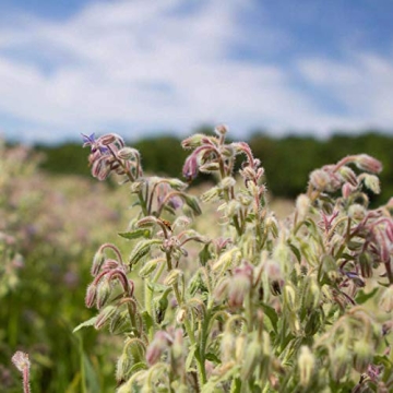 Tata Harper Natural Dewy Highlighter for Radiance and Hydration
