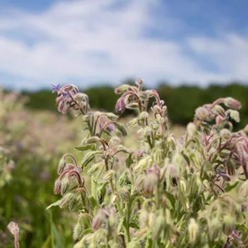 Tata Harper Natural Dewy Highlighter for Radiance and Hydration