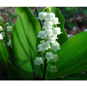 YiYLunneo White Lily of the Valley 10 Pips - Convallaria - Great for Shade !!