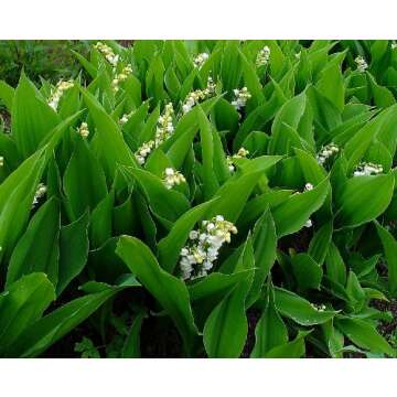 YiYLunneo White Lily of the Valley 10 Pips - Convallaria - Great for Shade !!