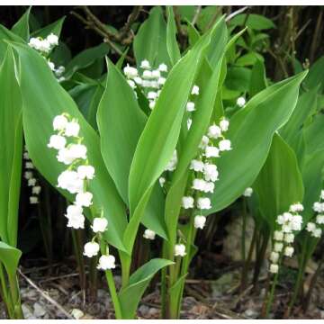 YiYLunneo White Lily of the Valley 10 Pips - Convallaria - Great for Shade !!