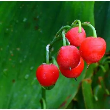 YiYLunneo White Lily of the Valley 10 Pips - Convallaria - Great for Shade !!