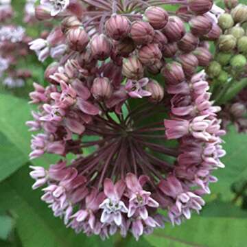 Common Milkweed Seed Balls for Fall Gardening (20 Pack)