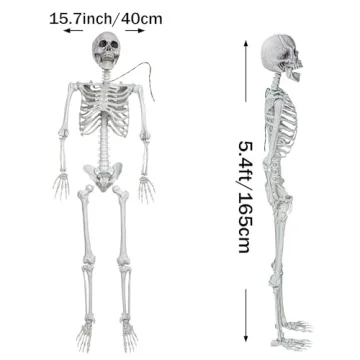 Life Size Halloween Skeleton for Spooky Decor