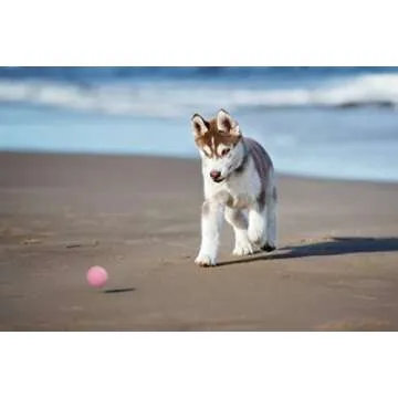 Durable Rubber Dog Balls for Safe Fetch Fun - 3 Pack