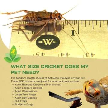 Josh's Frogs 3/4" Banded Crickets (500 Count)