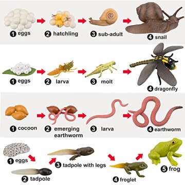 Toymany 17PCS Life Cycle of Frog Snail Earthworm Dragonfly, Egg Tadpole to Frog Safariology Amphibian Figurines Toy Kit, Plastic Forest Animal Figures Educational School Project