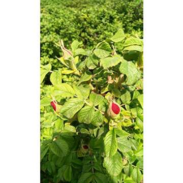 TooGet Fragrant Natural Red Rose Buds Rose Petals Organic Dried Flowers Wholesale, Culinary Food Grade - 8 OZ