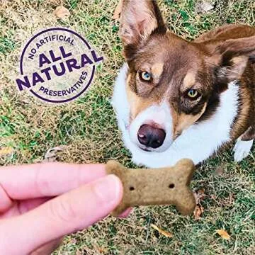 Wellness Old Mother Hubbard Bac'N'Cheez Dog Biscuits, Natural, Training Treats, Bacon & Cheese Flavor, Small Size, (20 Ounce Bag)