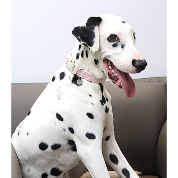 Adjustable DOGWONG Cotton Hemp Dog Collar for Pets