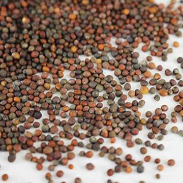 Waltham 29 Broccoli Seeds | Non-GMO Bulk Heirloom Broccoli Seeds for Sprouting, Microgreens, Vegetab...