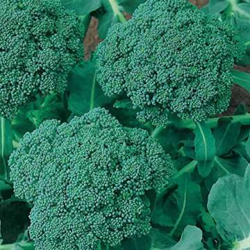 Waltham 29 Broccoli Seeds | Non-GMO Bulk Heirloom Broccoli Seeds for Sprouting, Microgreens, Vegetable Gardening, Garden Salad Garnishes, & More (1 Lb)