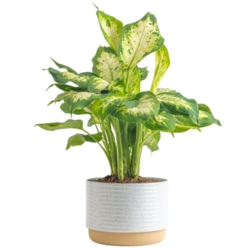 Costa Farms Dieffenbachia Live Plant Indoor, Easy Grow Light and Watering Houseplant, Potted in Indo...