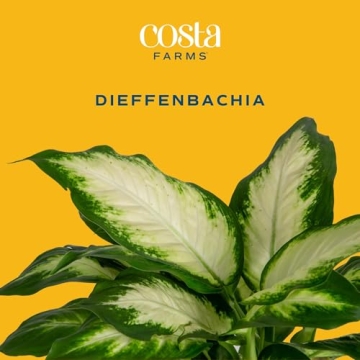 Costa Farms Dieffenbachia Live Plant for Home Decor