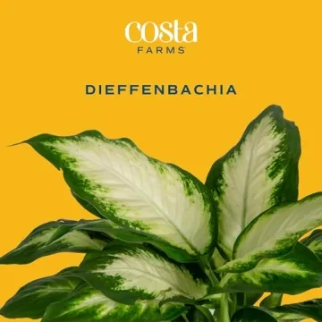 Costa Farms Dieffenbachia Live Plant for Home Decor
