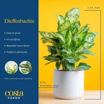 Costa Farms Dieffenbachia Live Plant for Home Decor