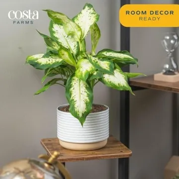 Costa Farms Dieffenbachia Live Plant for Home Decor