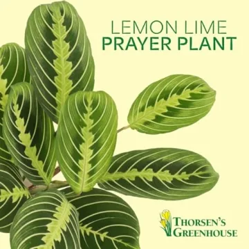 Lemon Lime Prayer Plant - Indoor Greenery by Thorsen's Greenhouse