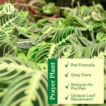 Lemon Lime Prayer Plant - Indoor Greenery by Thorsen's Greenhouse