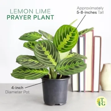 Lemon Lime Prayer Plant - Indoor Greenery by Thorsen's Greenhouse
