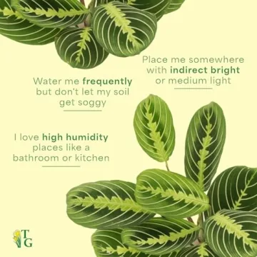 Lemon Lime Prayer Plant - Indoor Greenery by Thorsen's Greenhouse