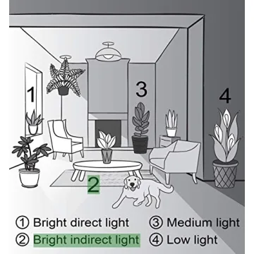 Lemon Lime Prayer Plant - Indoor Greenery by Thorsen's Greenhouse