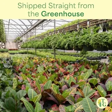 Lemon Lime Prayer Plant - Indoor Greenery by Thorsen's Greenhouse