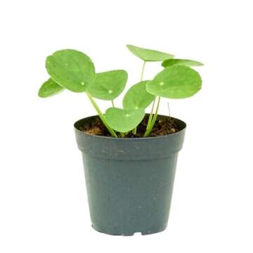 Rooted Chinese Money Plant, Pilea Peperomioides, Live, Live Indoor, Home Decor, Easy to Grow, Easy t...