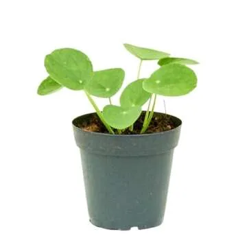 Rooted Chinese Money Plant, Pilea Peperomioides, Live, Live Indoor, Home Decor, Easy to Grow, Easy t...