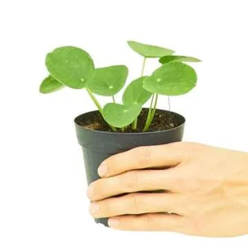 Rooted Chinese Money Plant, Pilea Peperomioides, Live, Live Indoor, Home Decor, Easy to Grow, Easy to Care, Outdoor Garden and Low Maintenance Houseplant (4")