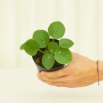 Rooted Chinese Money Plant, Pilea Peperomioides, Live, Live Indoor, Home Decor, Easy to Grow, Easy to Care, Outdoor Garden and Low Maintenance Houseplant (4")
