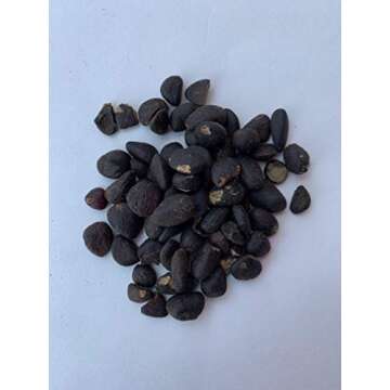 Ashe de Santo IFA Santeria Blends Kola Ero Obi Osun Gift