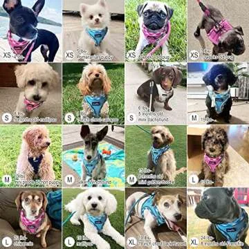 haapaw Dog Harness & Leash Set - No Pull Reflective Gear