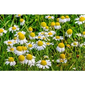 Organic Chamomile Essential Oil - Pure, USDA Certified & Relaxing
