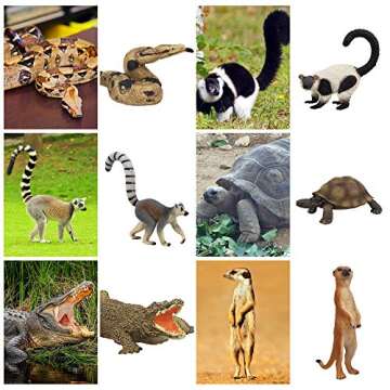 Toymany 11PCS Madagascar Jungle Animals Figurines Toy with Meerkat Lemur Chameleon Crocodile-Jungle ...