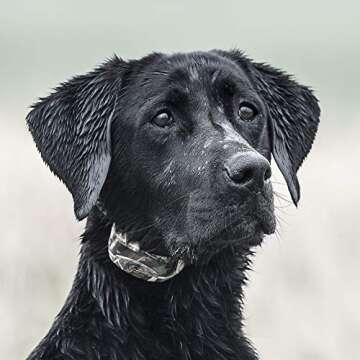 SportDOG Brand WetlandHunter 425X Add-A-Dog Collar - Waterproof, Rechargeable, and Versatile Trainin...