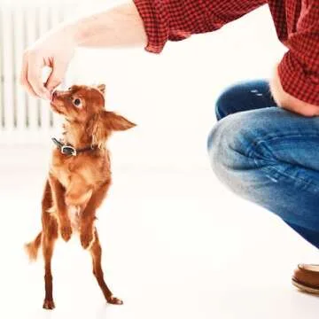 Fruitables Pumpkin & Banana Dog Treats for Training 7 Oz