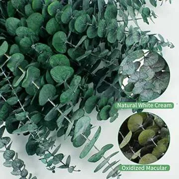 12PCS Dried Eucalyptus Bundle ,17'' Real Eucalyptus Stems - 100 % Natural Fresh Eucalyptus Leaves Greenery Stems for Shower Home Decor Flower Arrangement Wedding