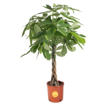 Costa Farms Money Tree - Large Live Indoor Plant Gift