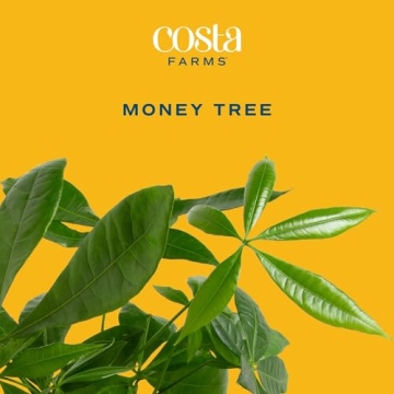 Costa Farms Money Tree - Large Live Indoor Plant Gift